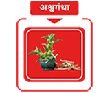 अश्वगंधा
