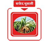 अश्वगंधा